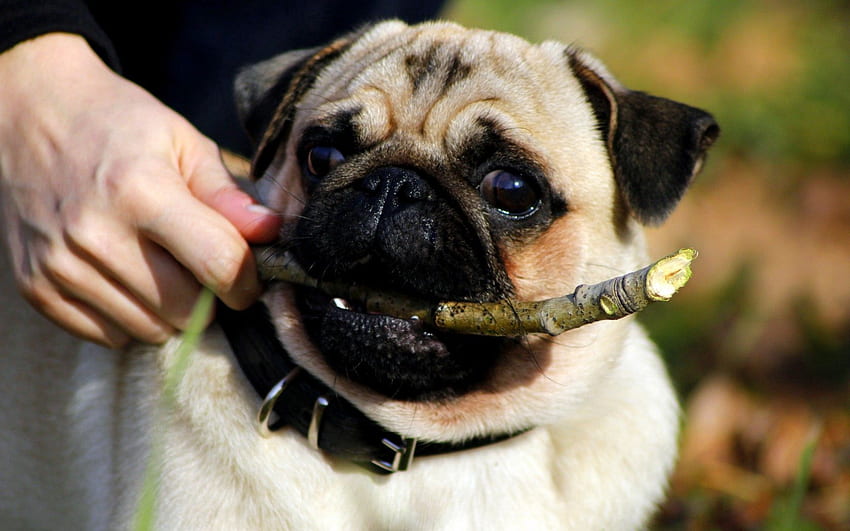 The Ultimate Pug Puppy Care Guide: From Adoption to Adulthood